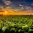 Landscape, Fotografie, Fotograf, Werbung, Kahl Media Design