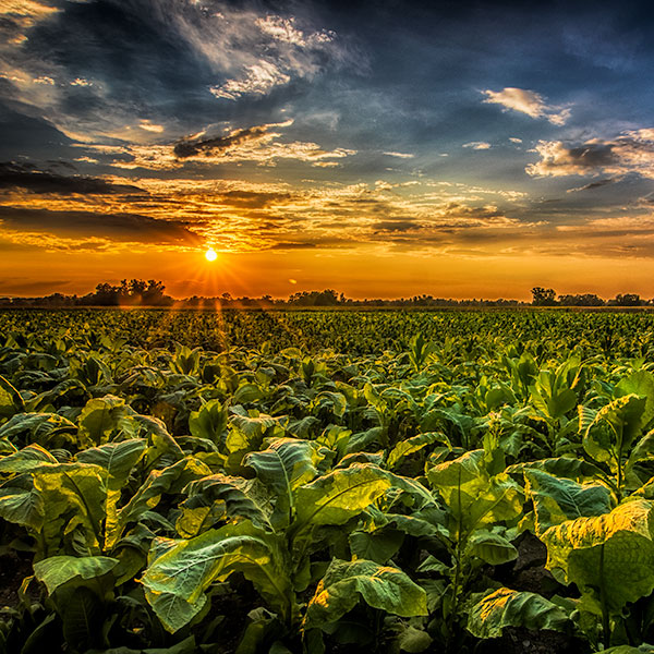 Landscape, Landschaft, Natur, Fotografie, Kahl Media Design, Grafiker, Designer, Designagentur, Werbeagentur, Willstätt, Ortenaukreis, Webdesign, digitales Marketing, Grafikdesign, Fotografie, Content, Creation, Audio, Print